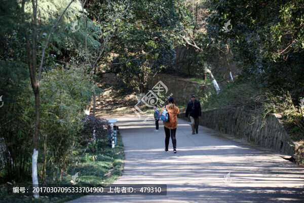 山,風景,深林,樹木,路,綠樹