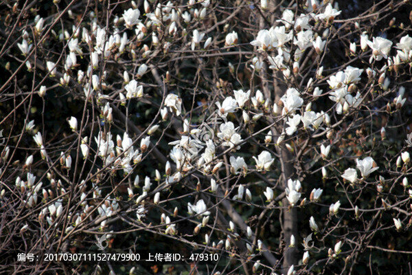 玉蘭花