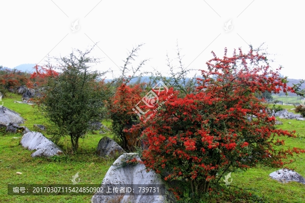 千野草場