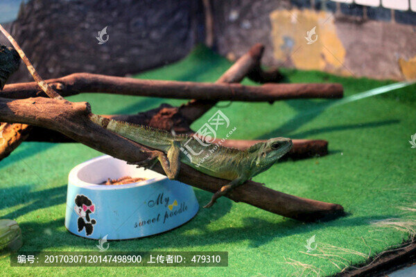 冷血動物,變色龍