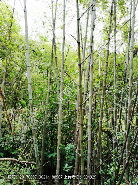 青翠竹林
