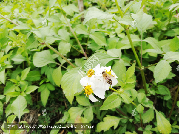 蜜蜂采花粉