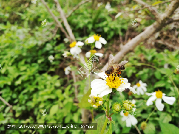 蜜蜂采花