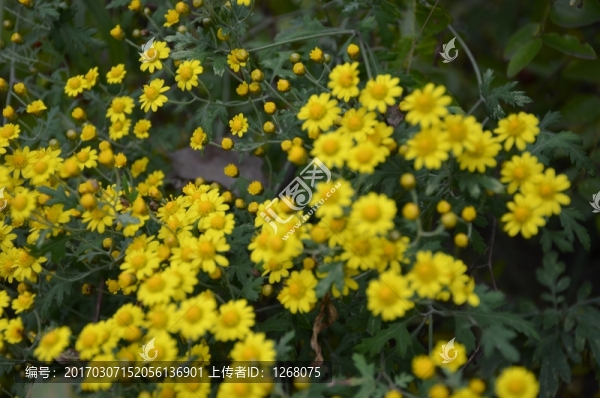 花,野花,花卉,菊花,野菊花