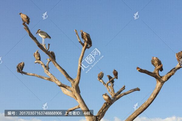 塞倫蓋蒂國家公園,樹上的鳥