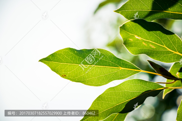 綠色樹(shù)葉,綠色素材,葉子背景