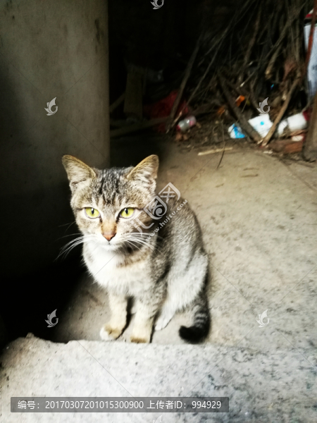家貓