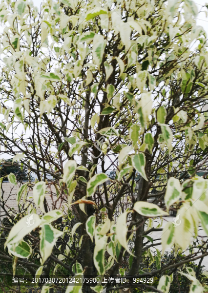 大自然綠色植物