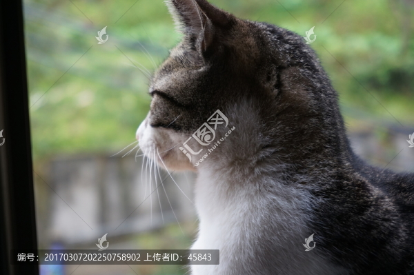 貓咪