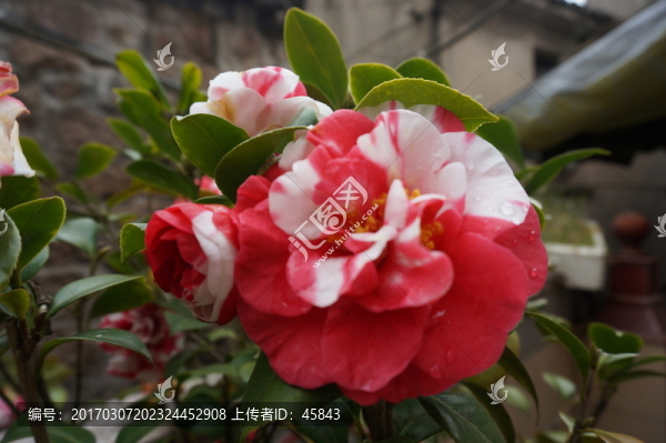 月季