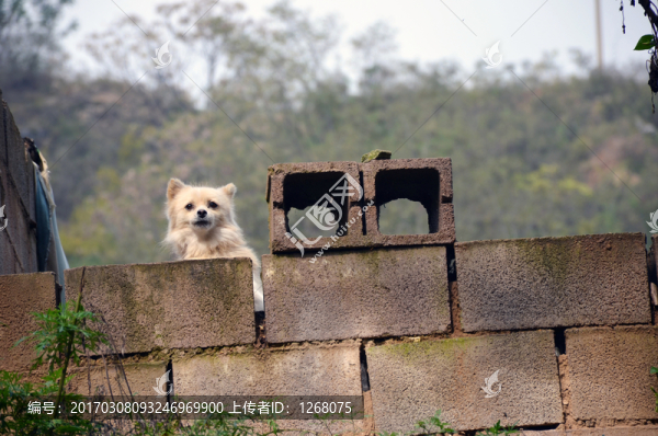 小狗
