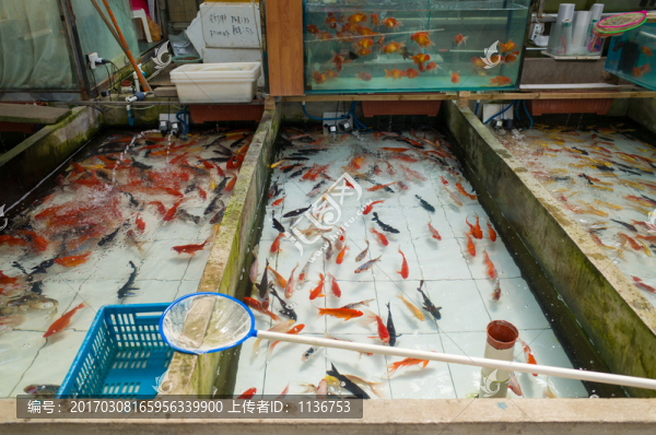 觀賞魚養(yǎng)殖