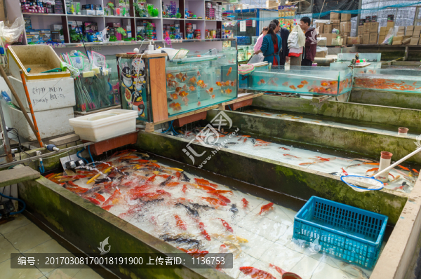 觀賞魚養(yǎng)殖