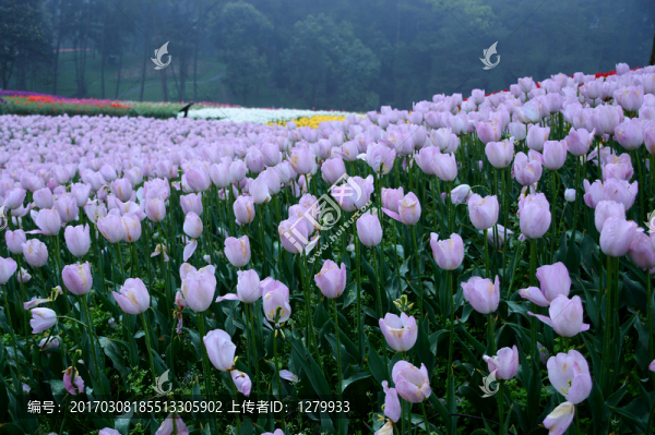 郁金香