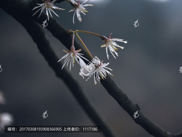 櫻桃花開