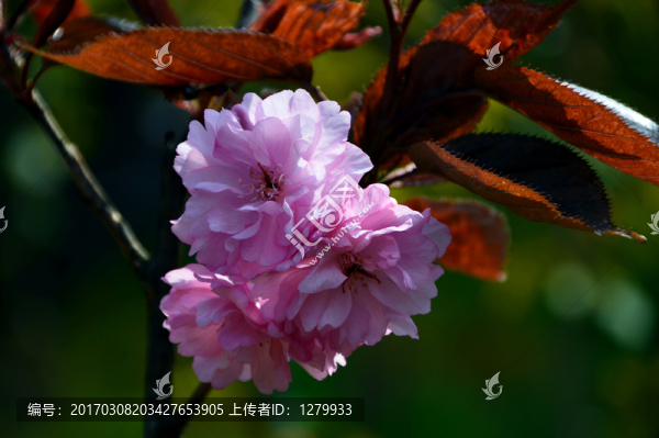 櫻花