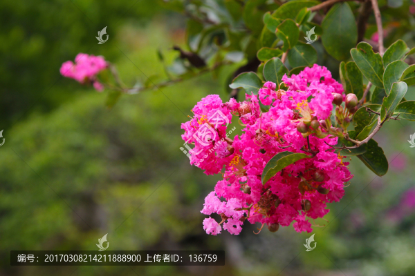 盆景素材