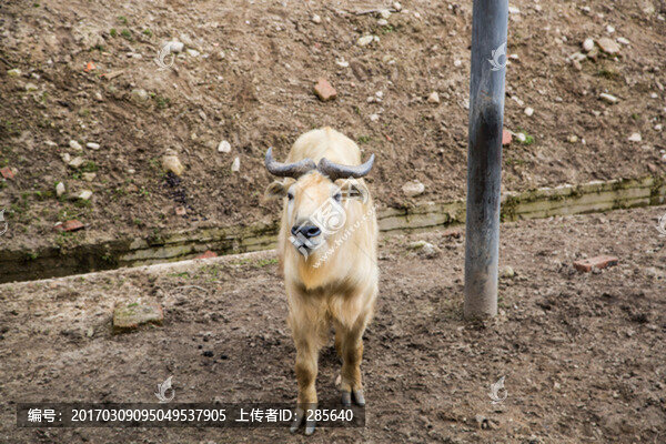 羚牛