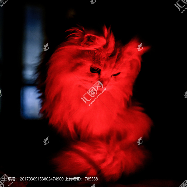 金吉拉