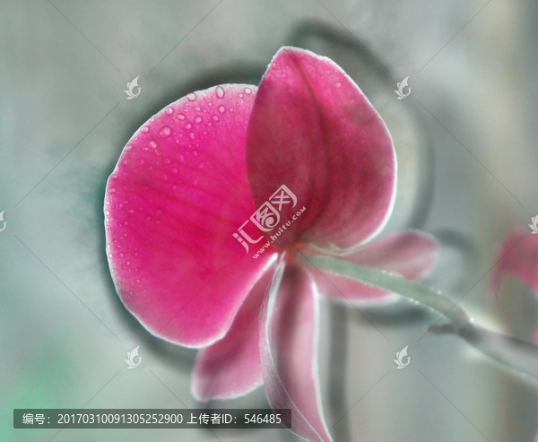 蝴蝶蘭,水墨,風(fēng)格