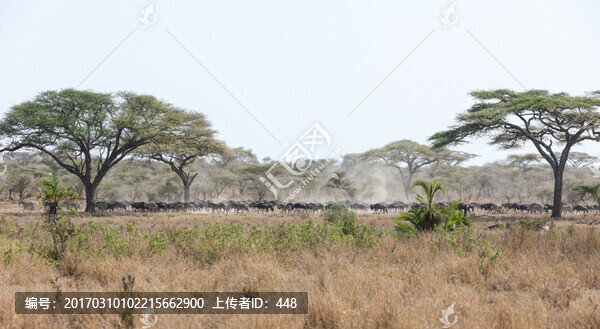 遷徒的角馬,角馬,野生角馬