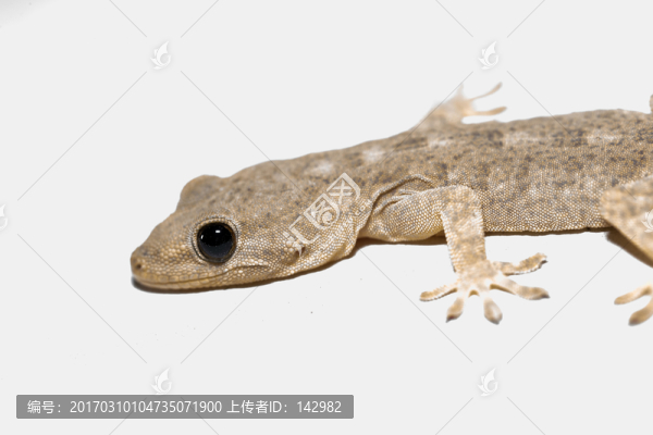 壁虎