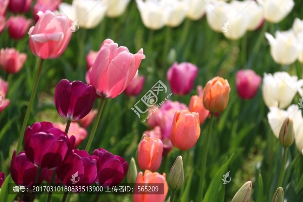 郁金香