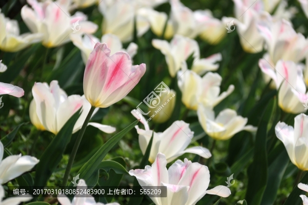 郁金香