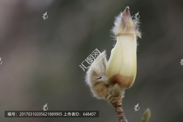 玉蘭花,花蕾,毛猴,花朵,特寫