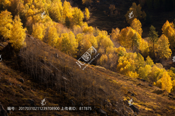 秋景
