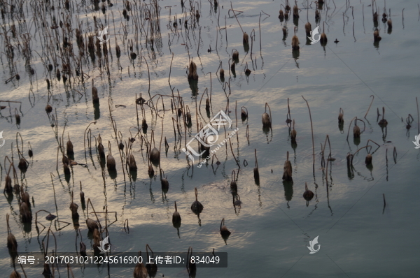 西湖殘荷