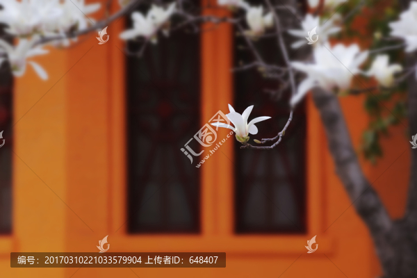 玉蘭花,花蕾,玉蘭,花朵,花卉