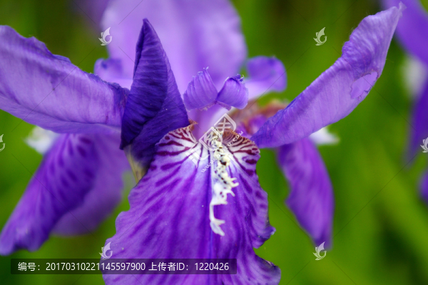 鳶尾花