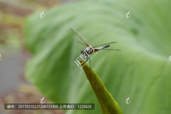 蜻蜓