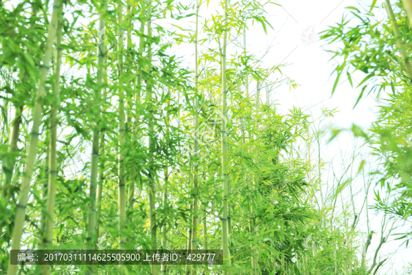 竹林,綠色背景