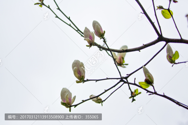 玉蘭花