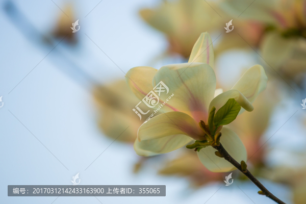 玉蘭花