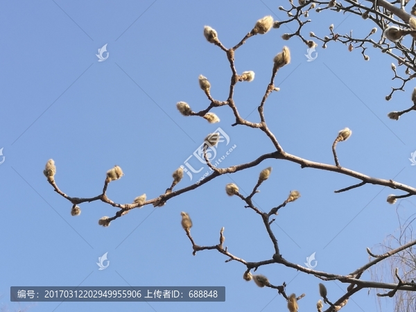 玉蘭花苞