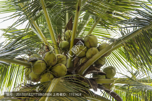 椰子樹