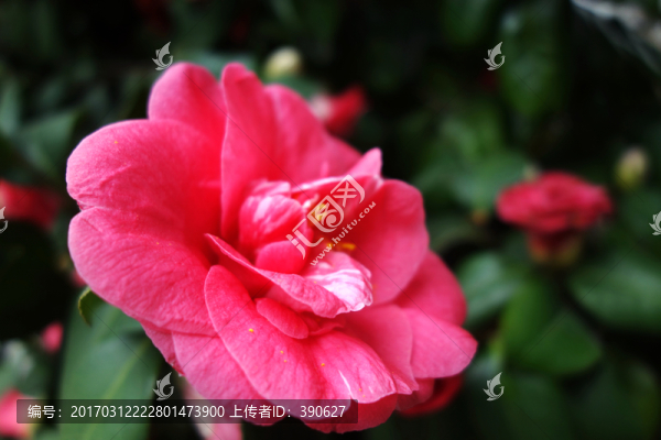 茶花,紅花綠葉背景