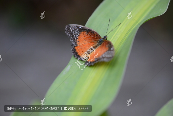 蝴蝶飛