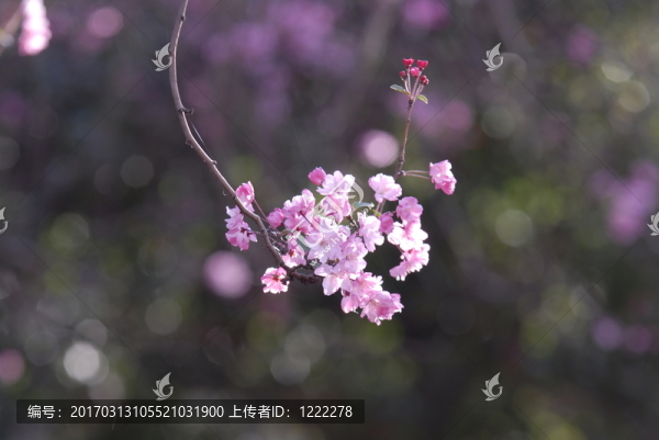 垂絲海棠
