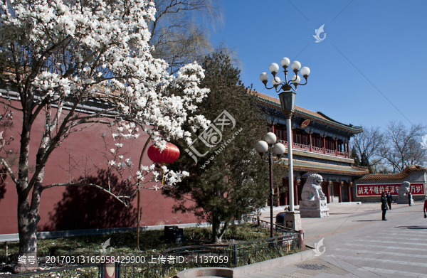 北京長(zhǎng)安街,春天,玉蘭花
