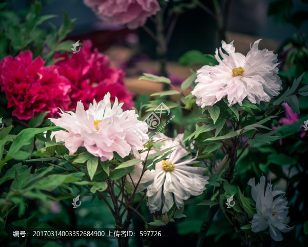 牡丹花