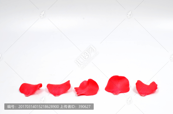 白色背景上的紅色花瓣