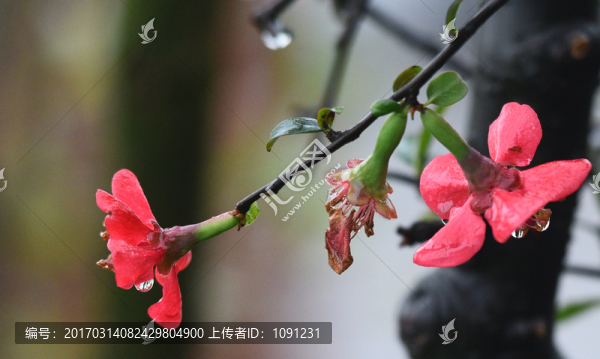 雨中桃花