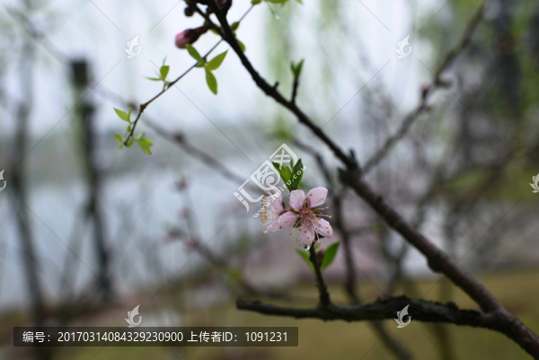 桃花