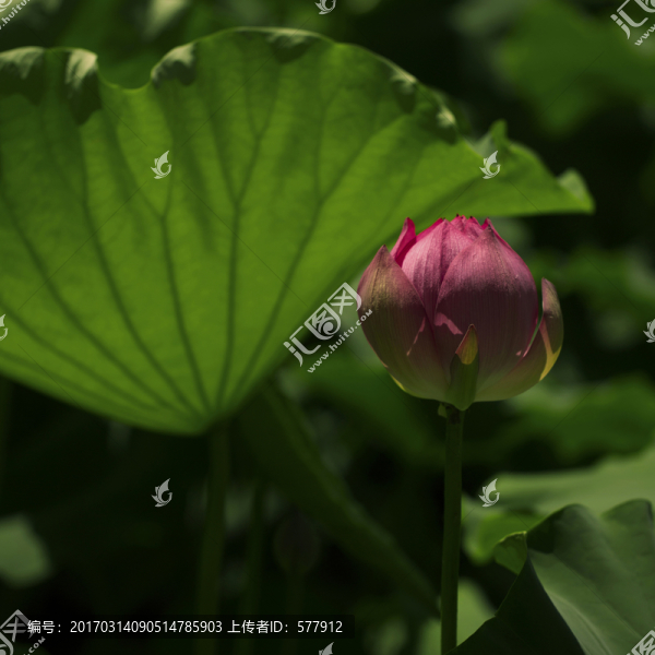荷花