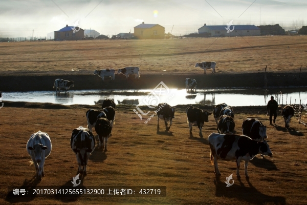 牛群河邊民居