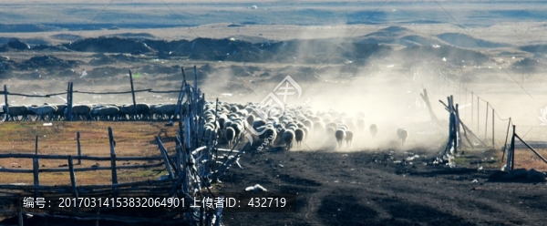 放牧羊群